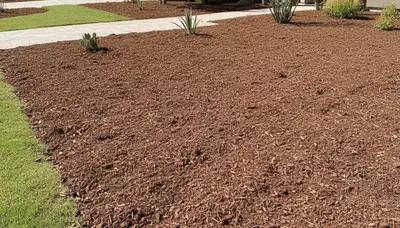 Freshly installed mulch beds with clean edges by Chop Chop Landscaping in Tucson, AZ